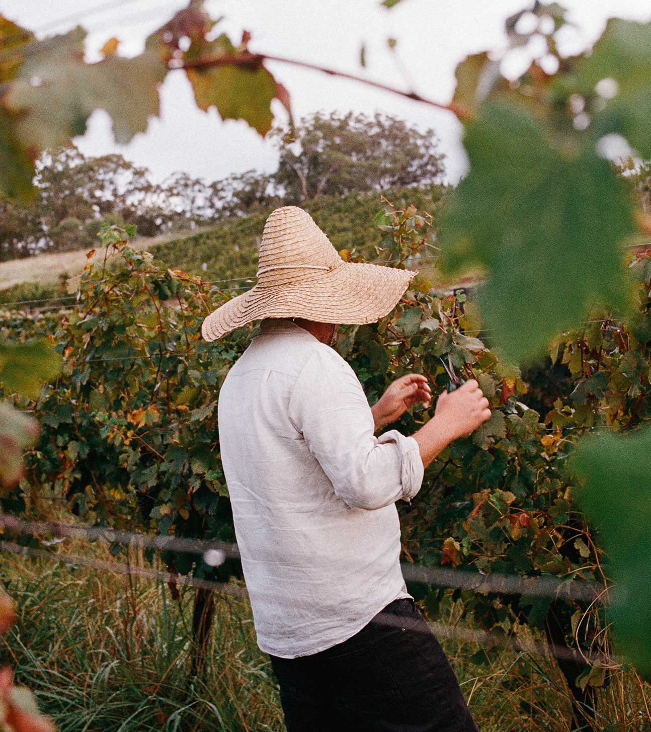 Free Jilly Wines Bottle with Booking Free bottle of Jilly Wines offered with accommodation booking at Bangalow Guesthouse